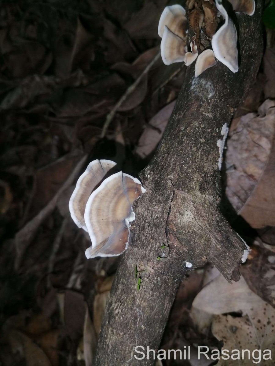 Stereaceae